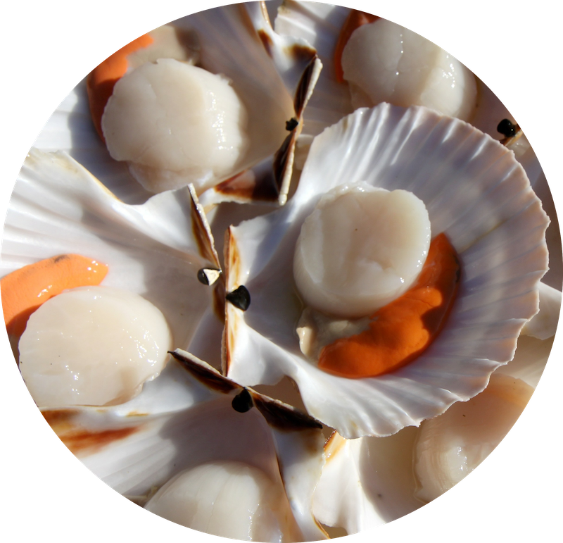 Coquillages